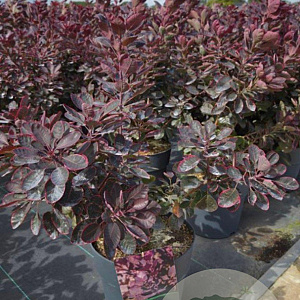 Cotinus cog. 'Royal Purple' 50-60 cm 10L