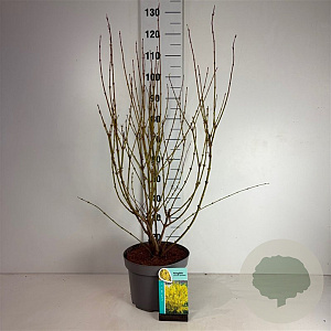 Forsythia int. 'Spectabilis' 60-80 cm 10L