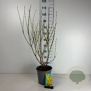 Forsythia int. 'Spectabilis' 60-80 cm cont. 65L
