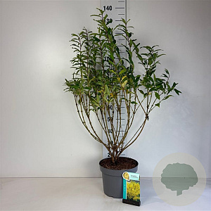 Forsythia int. 'Spectabilis' 100-125 cm 10L