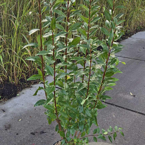 Forsythia int. 'Spectabilis' 100-125 cm 10L