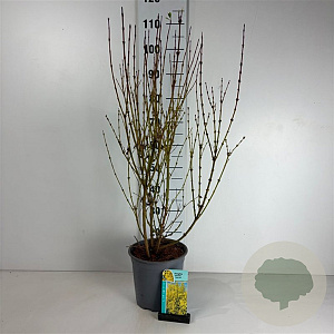 Forsythia int. Week-End 60-80 cm cont. 65L