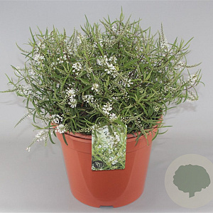 Hebe 'Kirkii' GM 2,0L