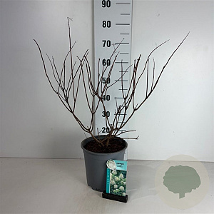 Hydrangea pan. 'Grandiflora' 50-60 cm 6,5L