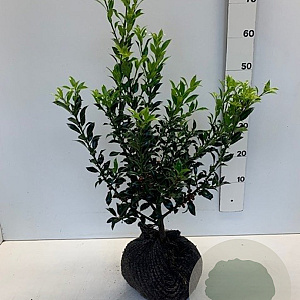 Ilex aq. 'Alaska' 50-60 cm met kluit