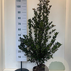 Ilex meserv. Heckenblau 100-125 cm met kluit