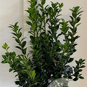 Ilex meserv. Heckenfee 60-80 cm met kluit