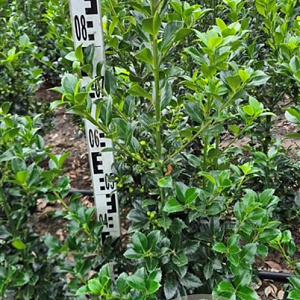 Ilex meserv. Heckenfee 60-80 cm met kluit