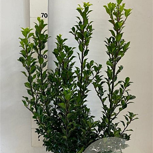Ilex meserv. 'Heckenstar' 60-80 cm met kluit
