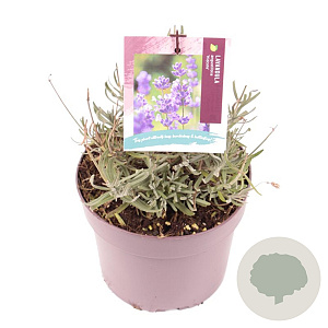 Lavandula ang. 'Hidcote' GM 2,0L