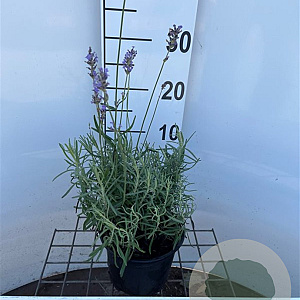Lavandula ang. 'Munstead' GM 2,0L