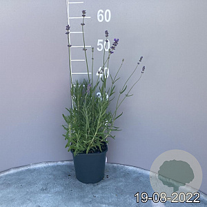 Lavandula ang. 'Munstead' GM 2,0L