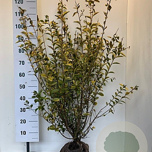 Ligustrum oval. 'Aureum' 100-125 cm met kluit