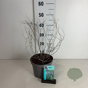 Perovskia 'Blue Spire' 20-30 cm 3,5L