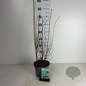 Philadelphus 'Belle Etoile' 50-60 cm 35L