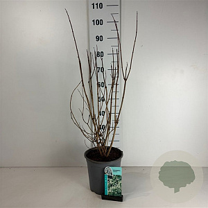 Philadelphus coronarius 50-60 cm 6,5L