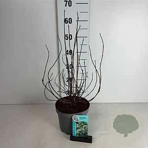 Philadelphus coronarius 50-60 cm 35L