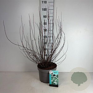 Philadelphus 'Lemoinei' 60-80 cm 10L