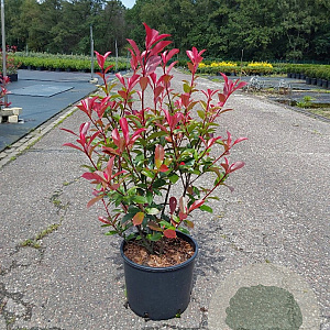 Photinia fraseri 'Carré Rouge' 60-80 cm 10L