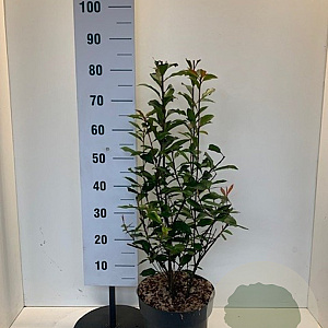 Photinia fraseri 'Carré Rouge' 60-80 cm 10L
