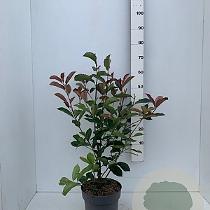 Photinia fraseri 'Red Robin' 60-80 cm 7,5L