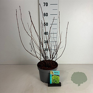 Physocarpus opulif. 'Dart's Gold' 50-60 cm 35L