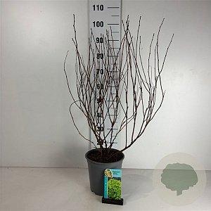 Physocarpus opulif. 'Dart's Gold' 60-80 cm cont. 65L