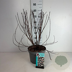 Physocarpus opulif. 'Diabolo' 60-80 cm 10L