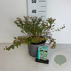 Potentilla f. 'Abbotswood' 25-30 cm 3,5L