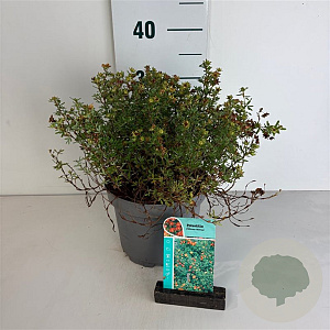 Potentilla f. 'Red Ace' 20-30 cm 3,5L