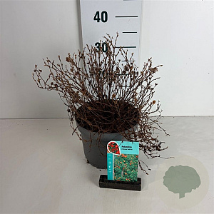 Potentilla f. 'Red Ace' 20-30 cm 3,5L