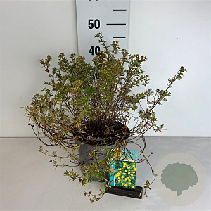 Potentilla f. 'Tangerine' 20-30 cm 3,5L