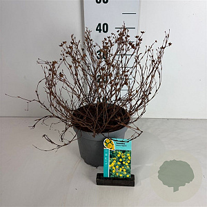 Potentilla f. 'Tangerine' 20-30 cm 3,5L