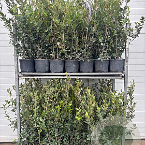 Quercus ilex 40-60 cm 5,0L