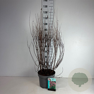 Spiraea billardii 80-100 cm 10L