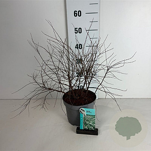 Spiraea cinerea 'Grefsheim' 50-60 cm 35L