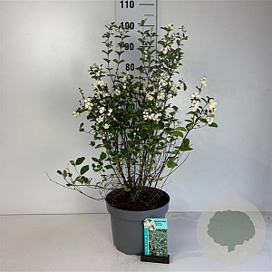 Symphoricarpos d. 'White Hedge' 50-60 cm 10L