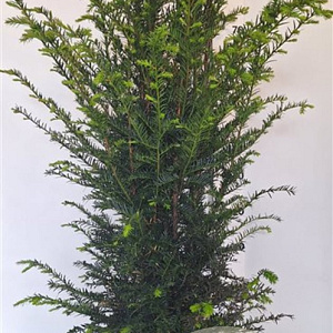 Taxus baccata 100-120 cm 10L