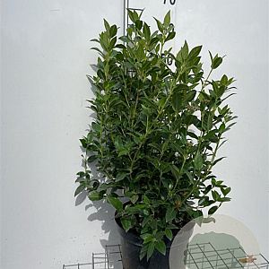 Viburnum tinus 50-60 cm 7,5L