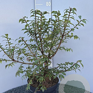 Euonymus alatus 60-80 cm 10L
