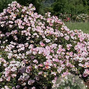 Rosa (H) Bingo Meidiland GM C1.5 eigen wortel