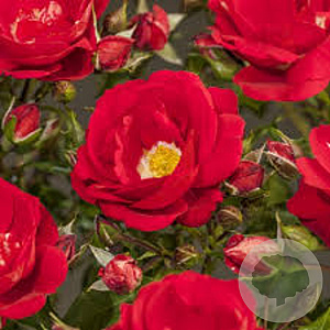 Rosa (F) Caracho GM C1.5 eigen wortel