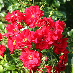 Rosa (H) Matador GM C1.5 eigen wortel