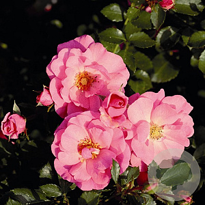 Rosa (H) Mirato GM C1.5 eigen wortel