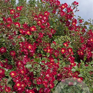 Rosa (H) Red Meidiland GM C1.5 eigen wortel