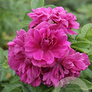 Rosa (R) 'Rosa Zwerg' GM C1.5 eigen wortel