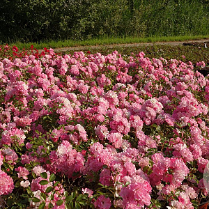 Rosa (P) Satina GM C1.5 eigen wortel