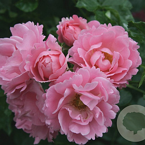 Rosa (H) Sommerwind GM C1.5 eigen wortel