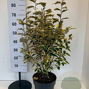 Elaeagnus ebb. 'Gilt Edge' 60-80 cm 10L