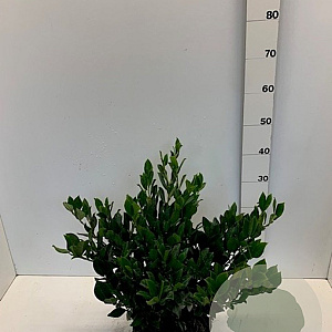 Prunus l. 'Mano' 40-50 cm met kluit